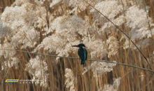 哲学的慰籍读后感