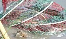 中学生钓鱼作文