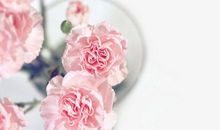 经典语录：不要嘲笑别人的疤，那只是你没经历过的伤