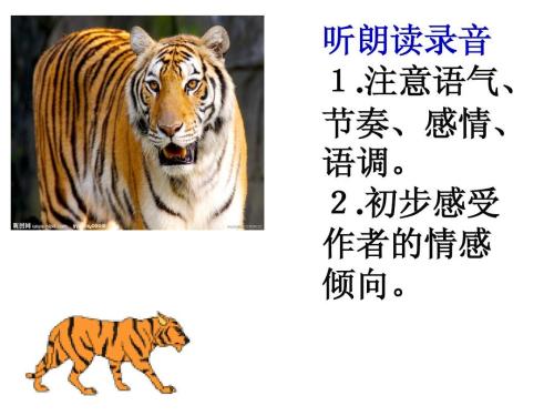 华南虎的感情