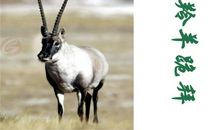 藏羚羊的跪拜读后感