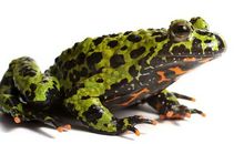 描写青蛙声音的作文