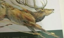 老鹿王哈克读后感