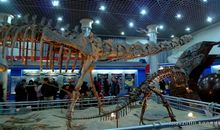 自然博物馆观后感