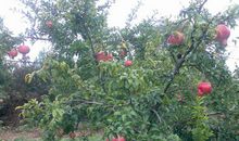 描写石榴树的作文