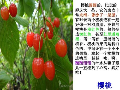 描述樱花的成分