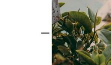 《战争与和平》经典语录