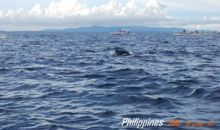 蓝色海豚岛读后感200字