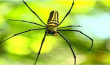 蜘蛛脱险读后感