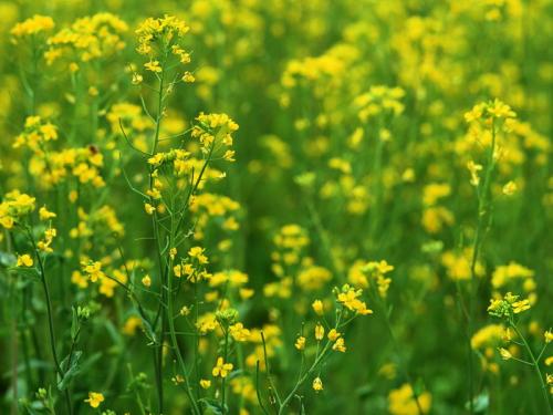 油菜花组成欣赏