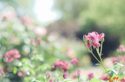 晚安想法：人类的情感像花一样温暖和寒冷