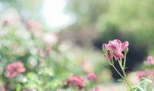 晚安心语：人情冷暖正如花开花谢