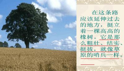 看完路边的橡树之后