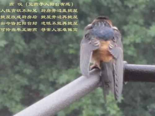 吞下阅读
