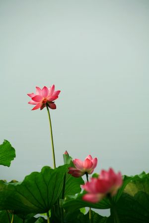 看完莲花