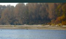 家乡的小河250字