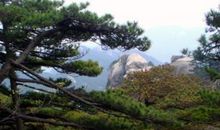 寂寞天柱山读后感