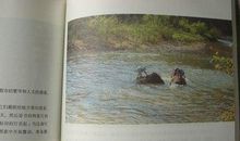 《目送》经典语录