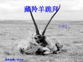 藏羚羊跪下来阅读