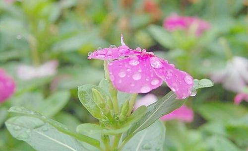 虹膜组成