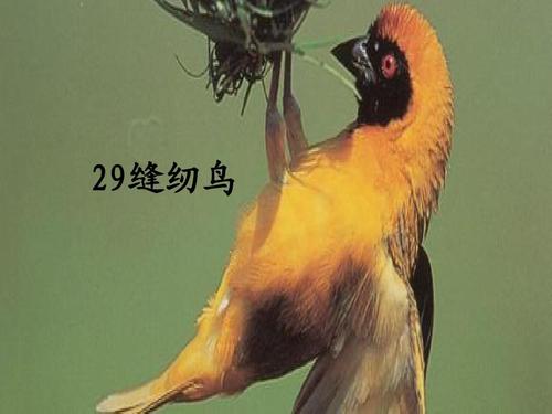 看完缝纫鸟之后