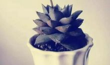 善良的种子读后感