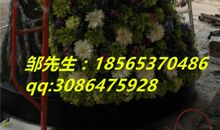 玻璃孔雀读后感