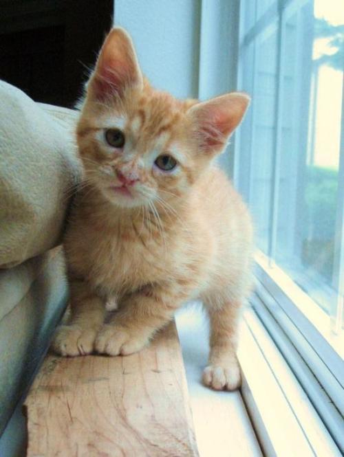 猫组成的特征
