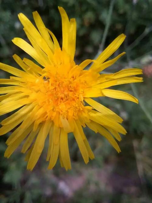 苦菜花