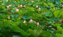 美丽的池塘作文