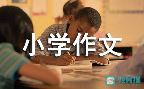 美丽的贝壳组成