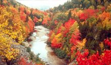 淡定的秋色读后感