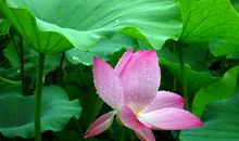 爱莲说的读后感