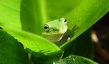 青蛙的启示作文