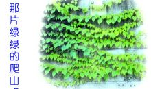 那片绿绿的爬山虎读后感