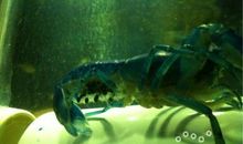 天空飞过一群鱼读后感