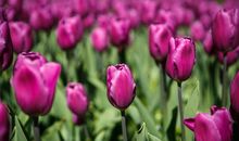 春天的花作文400字