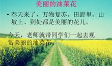 油菜花作文开头