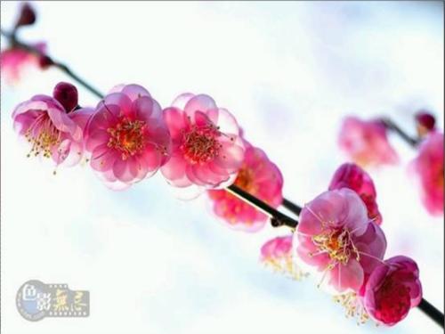 以花为主题的作文