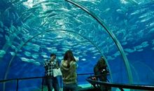 上海海洋水族馆作文