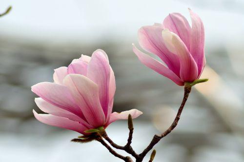 玉兰花