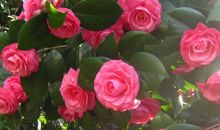 写山茶花的作文