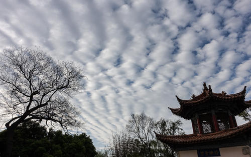关于阅读《西藏法》的思考
