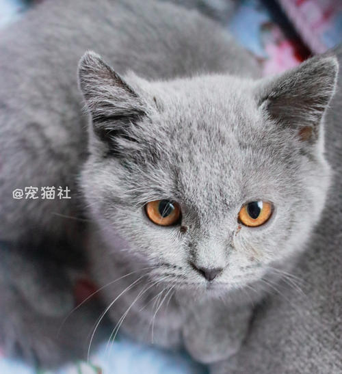 听力风格构成