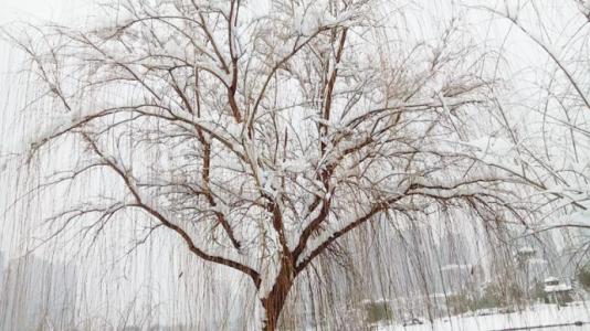 听雪的成分
