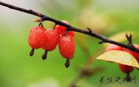 红蕨的故乡