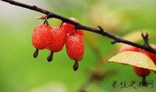 红色羊齿草的故乡读后感