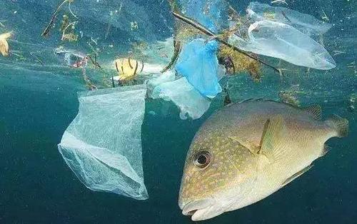 海洋污染成分