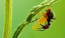 蚂蚁和蝉的读后感