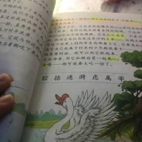 白鹅